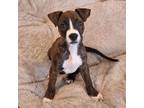 Adopt Slurpee Puppy: Cherry a Boxer, Hound