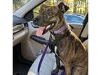 Adopt Eden a Boxer, Hound