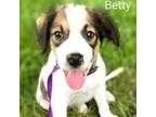 Adopt Betty a Mixed Breed