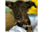 Adopt Aleea a Mixed Breed