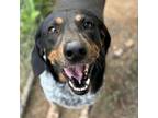 Adopt Lucy a Bluetick Coonhound, Mixed Breed