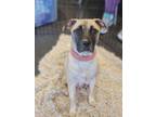Adopt Valarie a Black Mouth Cur, Pug