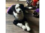 Adopt Stormy a Bernese Mountain Dog, Poodle