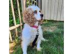 Adopt Petunia a Cocker Spaniel