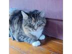 Adopt Stella a Domestic Short Hair