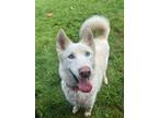 Adopt Sierra a Husky
