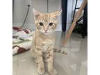 Adopt Mufasa a Domestic Short Hair