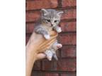 Adopt Willow a Dilute Tortoiseshell