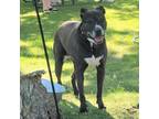 Adopt Stella a Black Labrador Retriever