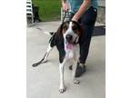 Adopt Ellie a Treeing Walker Coonhound