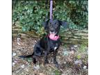 Adopt Penelope a Labrador Retriever