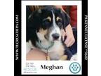 Adopt Meghan (The Royals) 081024 a Great Pyrenees, Labrador Retriever