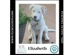 Adopt Elizabeth (The Royals) 081024 a Great Pyrenees, Labrador Retriever