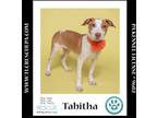 Adopt Tabitha (The Enchanted Six) 081024 a Pit Bull Terrier, Mixed Breed