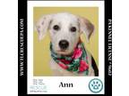 Adopt Ann (The Royals) 081024 a Great Pyrenees, Labrador Retriever