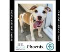 Adopt Phoenix (The Enchanted Six) 081024 a Pit Bull Terrier, Mixed Breed