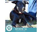Adopt Mystical (The Enchanted Six) 081024 a Pit Bull Terrier, Mixed Breed
