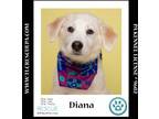 Adopt Diana (The Royals) 081024 a Great Pyrenees, Labrador Retriever