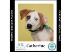 Adopt Catherine (The Royals) 081024 a Great Pyrenees, Labrador Retriever