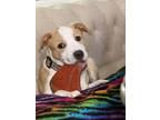 Adopt Kinlee a Collie, Terrier