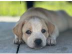 Adopt Willa a Collie, Great Pyrenees