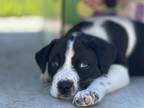 Adopt Bessie a Collie, Great Pyrenees