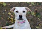 Adopt Cate a Collie, Great Pyrenees