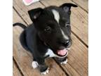 Adopt Flower GC a Border Collie, Mixed Breed