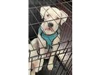 Adopt Luna a Boxer