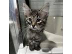Adopt Echeveria a Domestic Long Hair