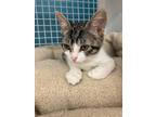 Adopt Bella a Domestic Short Hair