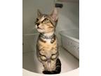 Adopt Boo a Domestic Short Hair