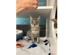 Adopt Lucille a Domestic Short Hair