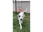 Adopt Qiana a Great Dane, Mixed Breed