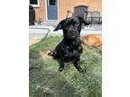 Adopt Darling a Pug, Mixed Breed