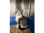 Adopt Luana a Domestic Short Hair