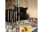 Adopt Shera a Domestic Short Hair