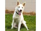 Adopt Phoebe a Siberian Husky