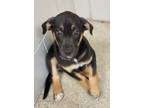 Adopt Crimson a Shepherd, Mixed Breed