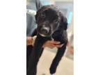 Adopt Vegas a Shepherd, Mixed Breed