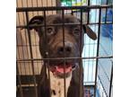 Adopt Storm a Mixed Breed