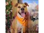 Adopt Kia a Mixed Breed