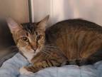 Adopt Delilah a Domestic Short Hair