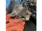 Adopt Cloudy a Domestic Short Hair