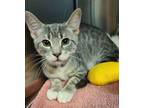 Adopt Flora a Domestic Short Hair