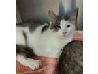 Adopt Lavendar a Domestic Short Hair