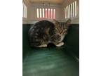Adopt Priscilla a Domestic Short Hair