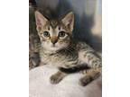 Adopt Jupiter a Domestic Short Hair