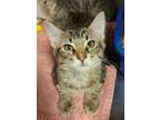 Adopt Poppy a Domestic Medium Hair