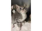 Adopt Venus a Domestic Short Hair